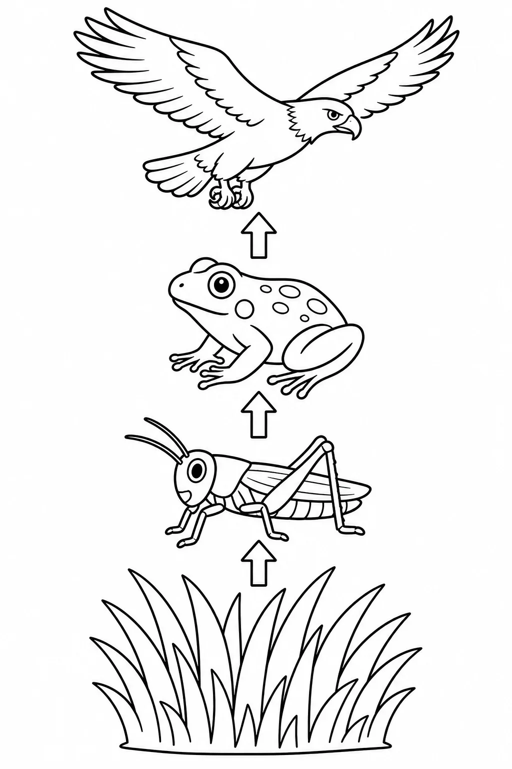 Food Chain: Grass to Hawk Coloring Page — free coloring page