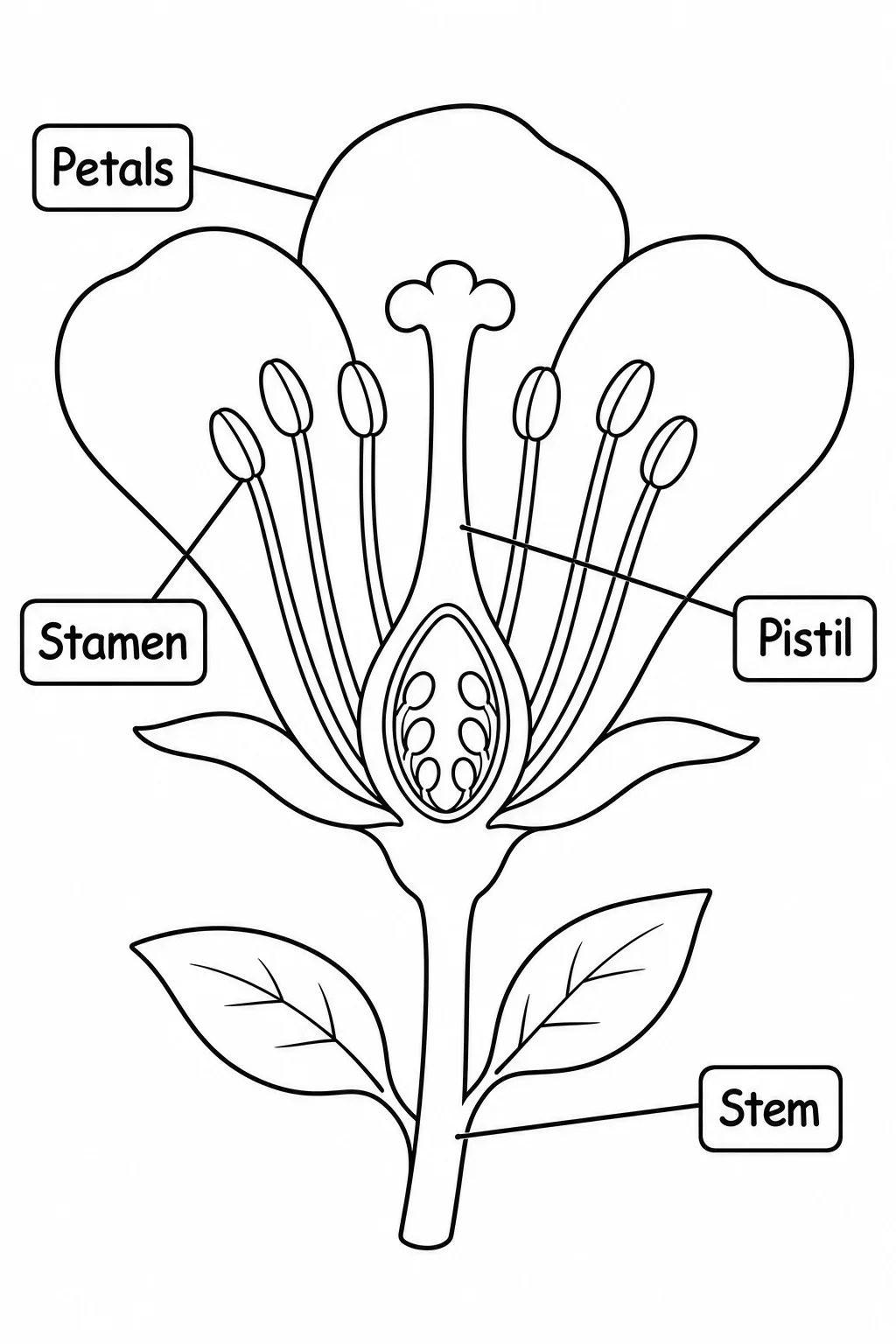 Flower Cross-Section Anatomy Coloring Page — free coloring page