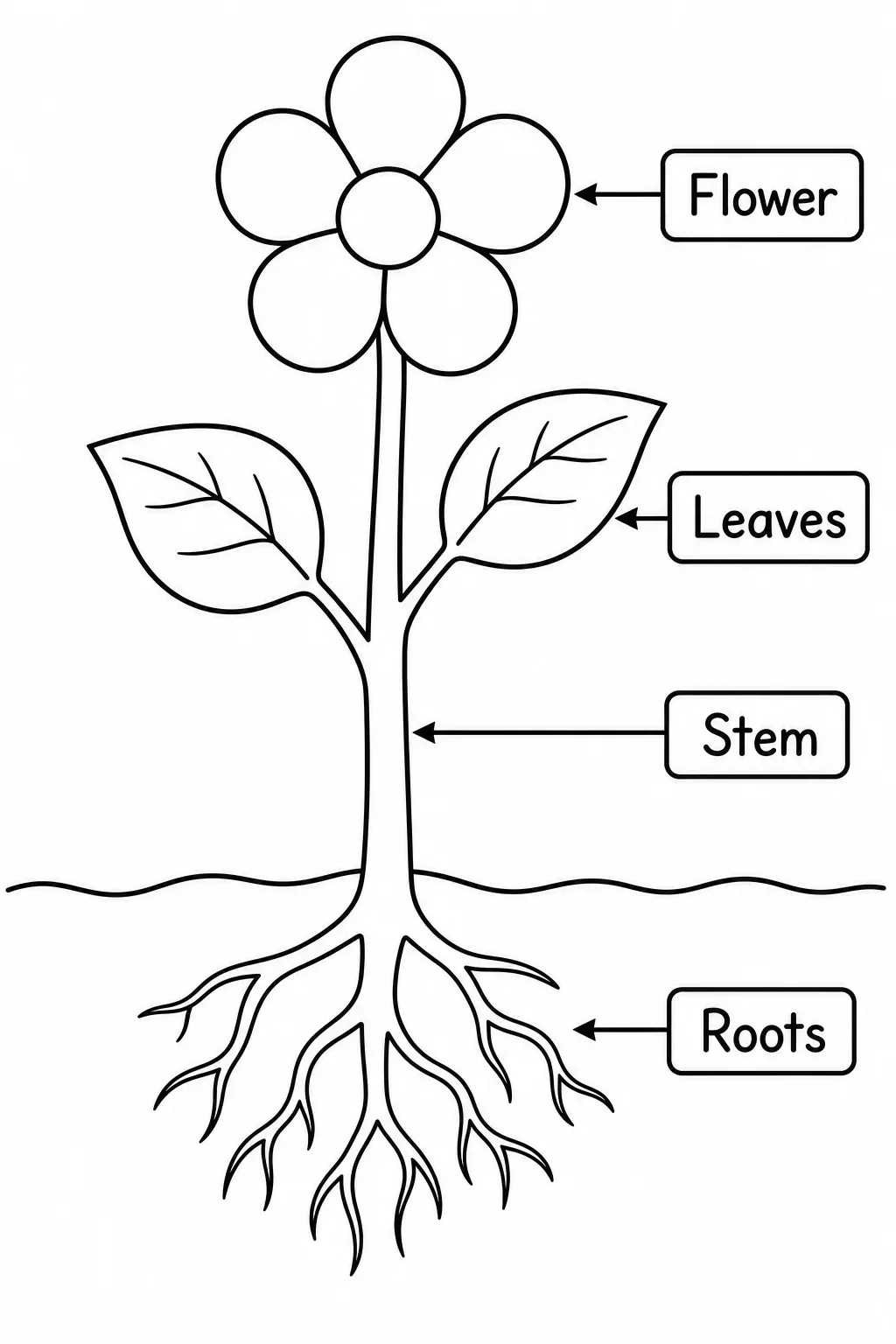 Simple Plant Diagram with Labels Coloring Page — free coloring page