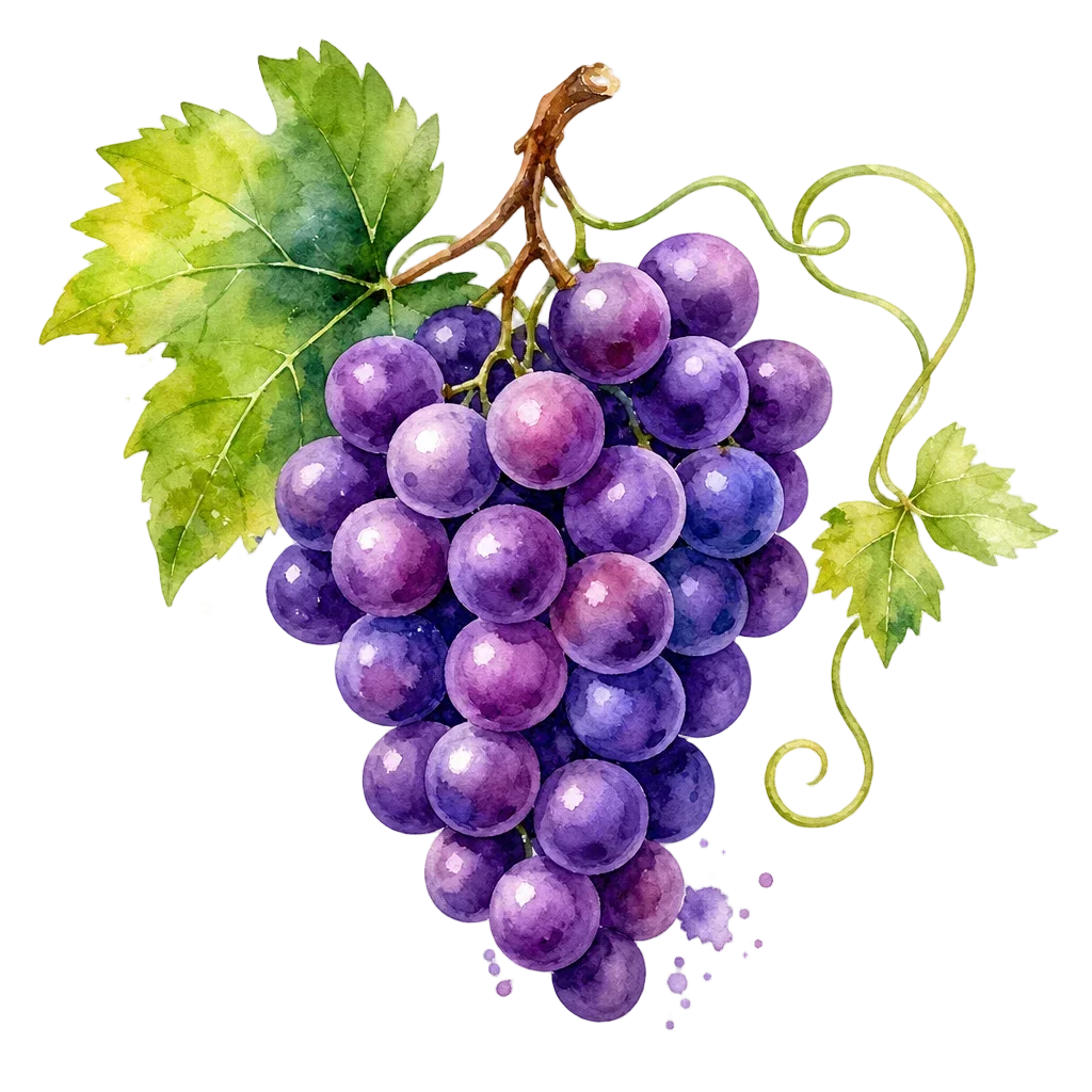 Ripe Purple Grapes with Curling Vine Watercolor — free clip art