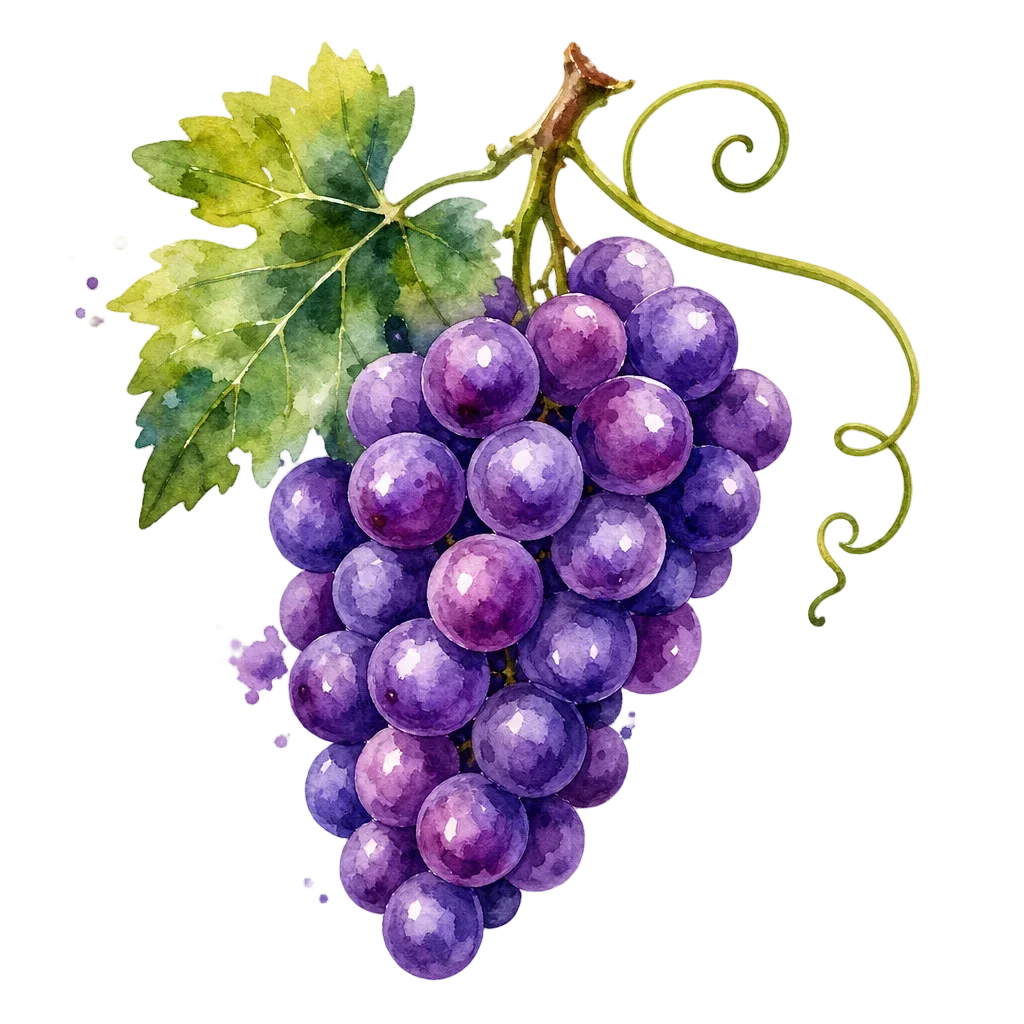 Purple Grapes with Vine and Leaf Watercolor — free clip art